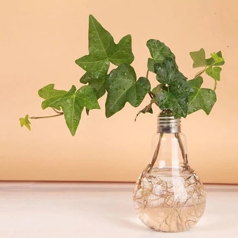 Light Bulb Transparent Glass Hydroponic Flower Vase
