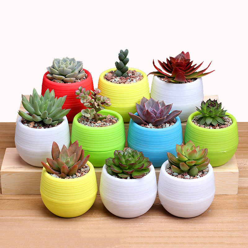 Colourful Mini Flower Plant Pots