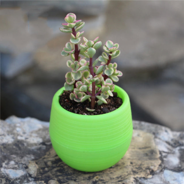 Colourful Mini Flower Plant Pots
