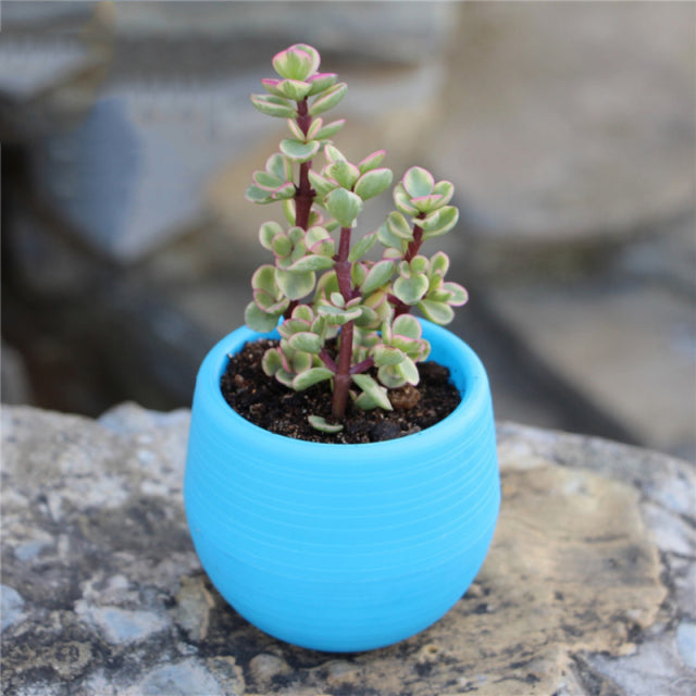 Colourful Mini Flower Plant Pots
