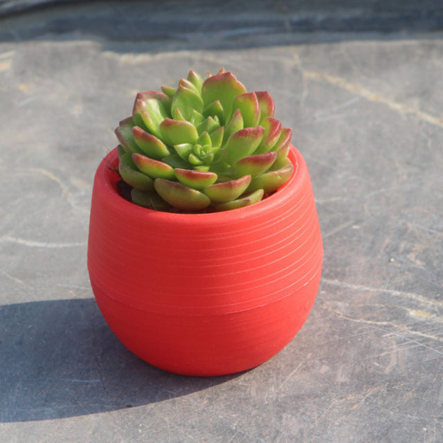 Colourful Mini Flower Plant Pots