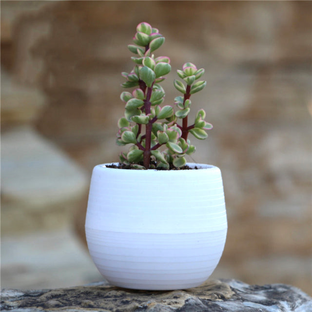 small coloured plant pots Popular Colourful Mini Flower Plant Pots