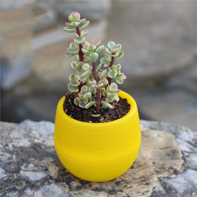Colourful Mini Flower Plant Pots
