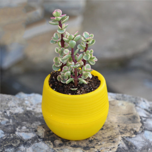 small coloured plant pots Popular Colourful Mini Flower Plant Pots